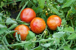 Насіння томату Насіння від Лазарєвих Болгарські перлини 0,1 гр (15-30 насінин)