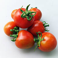 Насіння томату Насіння від Лазарєвих Вашингтон 0,1 гр (15-30 насінин)