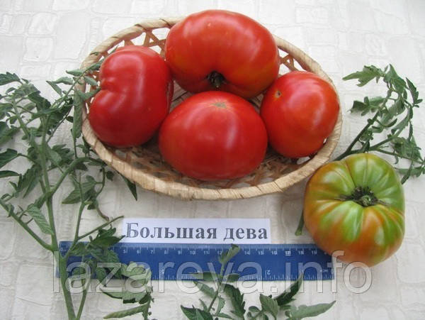 Насіння томату Насіння від Лазарєвих Велика діва 0,1 гр (15-30 насінин)