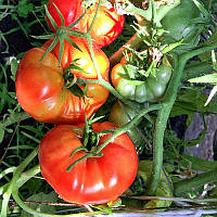 Насіння томату Насіння від Лазарєвих Глобмастер 0,1 гр (15-30 насінин)