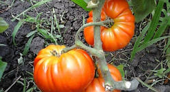 Насіння томату Насіння від Лазарєвих Геллон 0,1 гр (15-30 насінин)