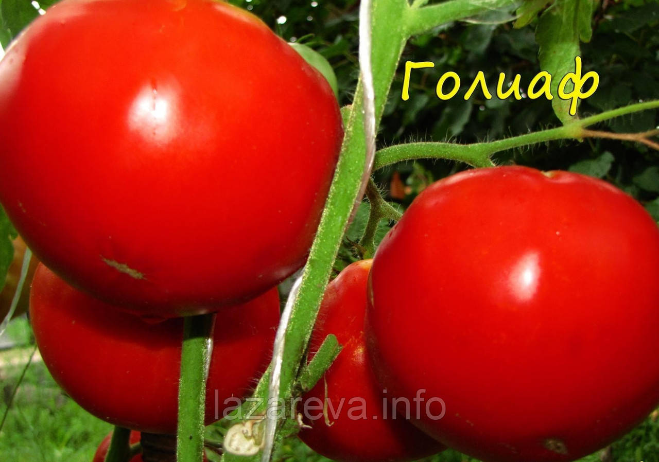 Насіння томату Насіння від Лазарєвих Голіаф 0,1 гр (15-30 насінин)