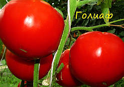 Насіння томату Насіння від Лазарєвих Голіаф 0,1 гр (15-30 насінин)