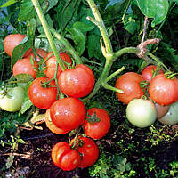 Насіння томату Насіння від Лазарєвих Загадка (Молдова) 0,1 гр (15-30 насінин)