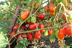 Насіння томату Засолювальний делікатес 15 насінин