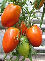 Насіння томату Насіння від Лазарєвих Кенігсберг 0,1 гр (15-30 насінин)