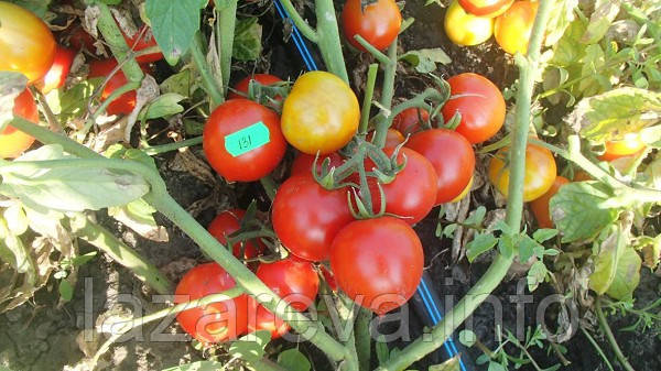 Насіння томату Кобзар 30 нас, фото 1