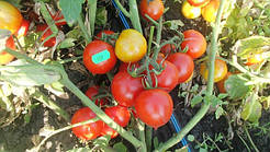 Насіння томату Насіння від Лазарєвих Кобзар 0,1 гр (15-30 насінин)