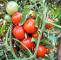 Насіння томату Насіння від Лазарєвих Любка 0,1 гр (15-30 насінин)