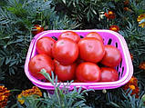 Насіння томату Любка 15 насінин, фото 2