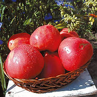 Насіння томату Насіння від Лазарєвих Батяня 0,1 гр (15-30 насінин)