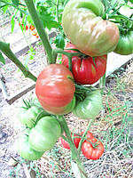Насіння томату Насіння від Лазарєвих Вічне кохання 0,1 гр (15-30 насінин)