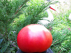 Насіння томату Насіння від Лазарєвих Винний болгарський велетень 0,1 гр (15-30 насінин)