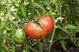 Насіння томату Винний болгарський велетень 30 нас, фото 2