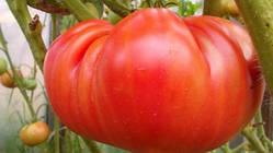 Насіння томату Насіння від Лазарєвих Гігантська роза 0,1 гр (15-30 насінин)