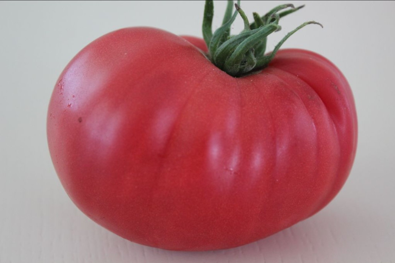 Насіння томату Гігант Болгарії 15 шт, фото 1