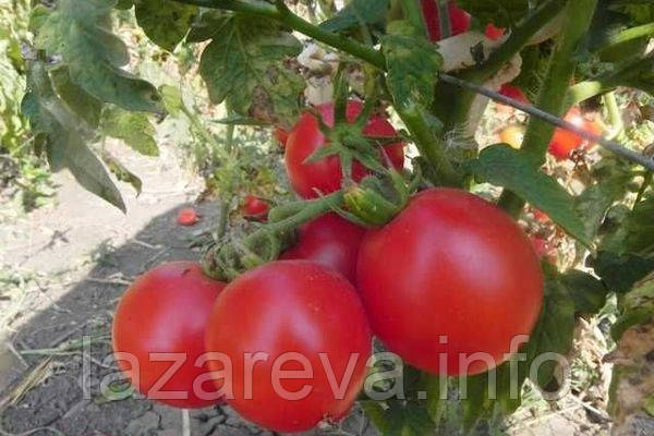 Насіння томату Насіння від Лазарєвих Зінуля 0,1 гр (15-30 насінин)