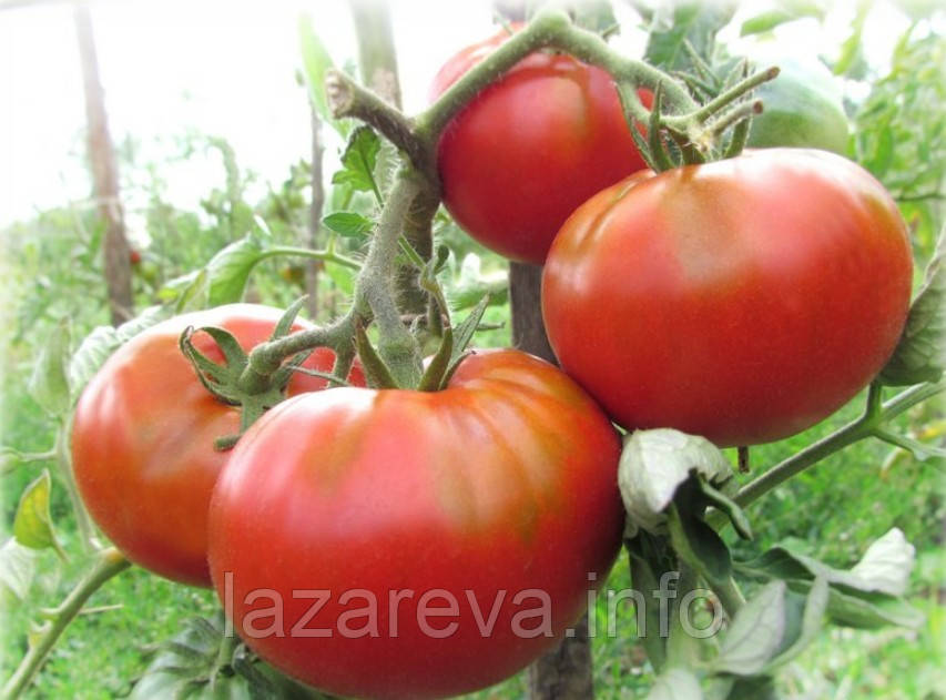 Насіння томату Насіння від Лазарєвих Малиновий делікатес 0,1 гр (15-30 насінин)