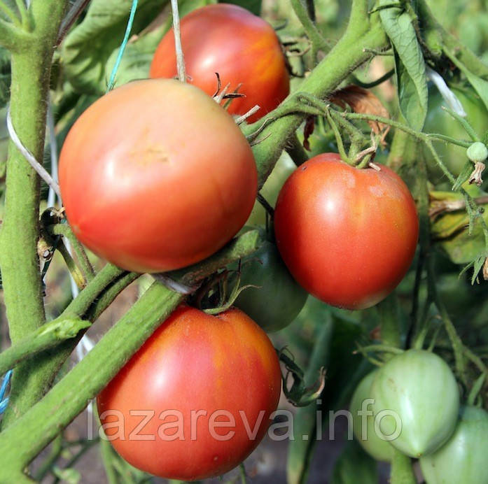 Насіння томату Малиновий ожарівський 30 нас, фото 1