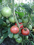 Насіння томату Малиновий ожарівський 30 нас, фото 2