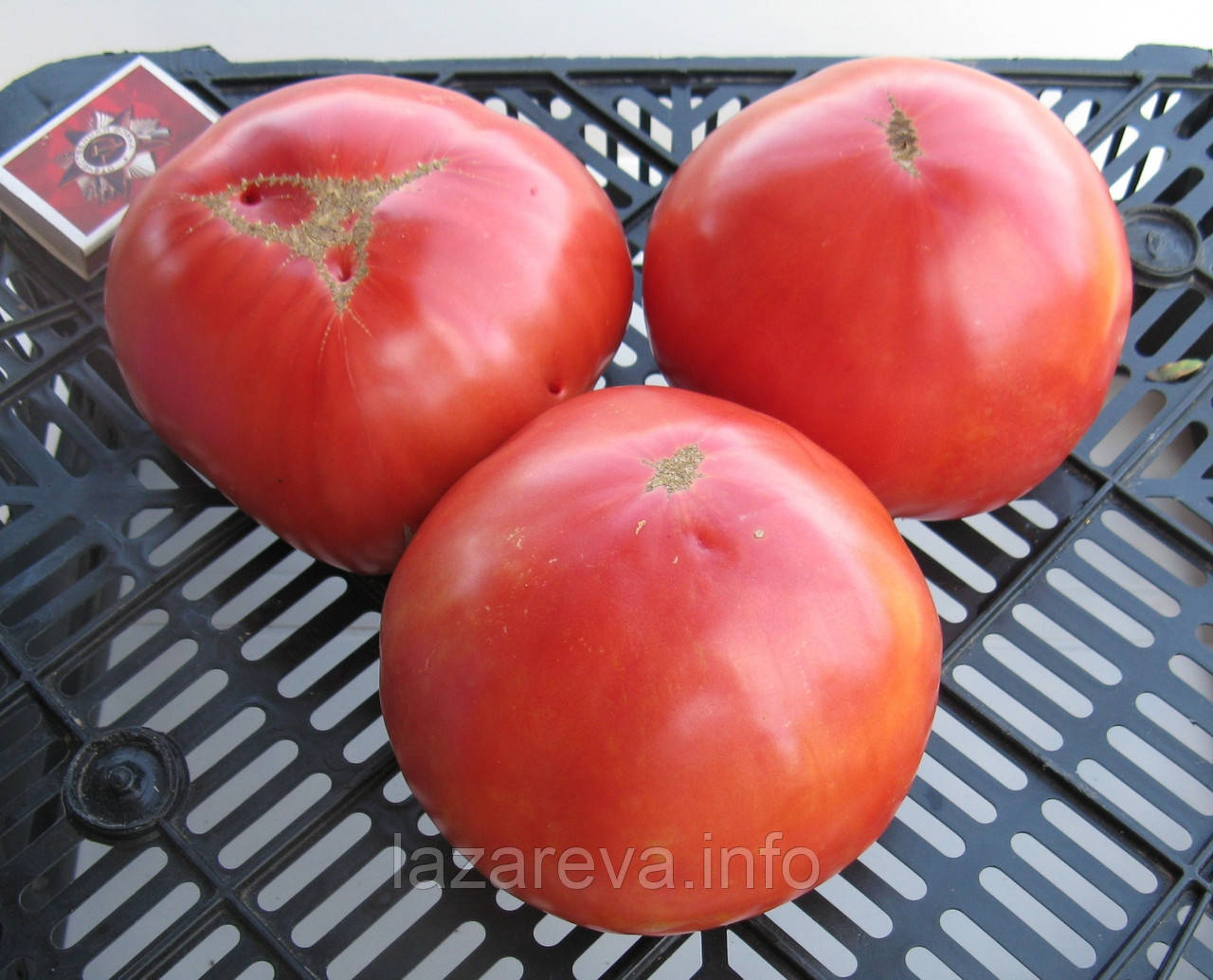Насіння томату Насіння від Лазарєвих Містер Андервуд 0,1 гр (15-30 насінин)