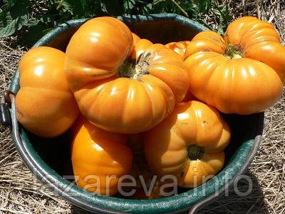 Насіння томату Амана помаранчева "Amana Orange" 15 насінин
