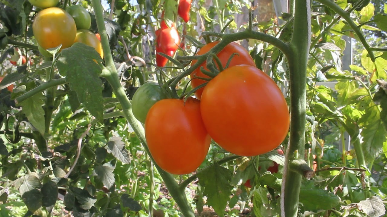 Насіння томату Верна 30 нас, фото 1