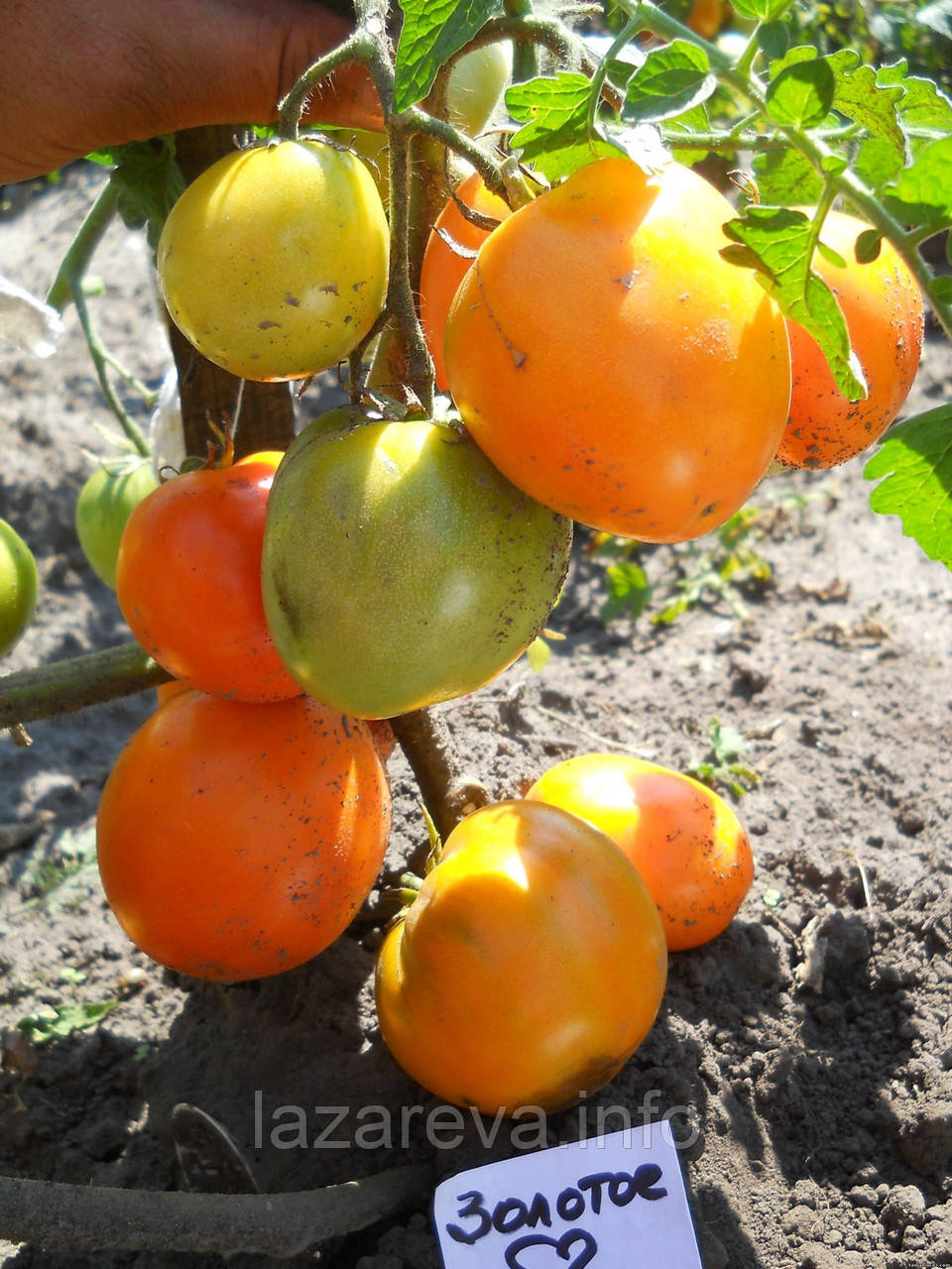 Насіння томату Золоте серце 30 нас, фото 1