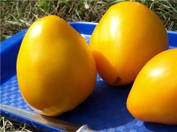 Насіння томату Золотий король 30 нас, фото 1