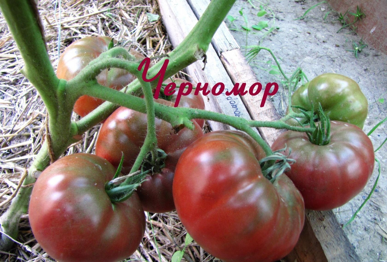 Насіння томату Чорномор 30 нас, фото 1