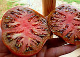 Насіння томату Насіння від Лазарєвих Чорномор 0,1 гр (15-30 насінин), фото 2