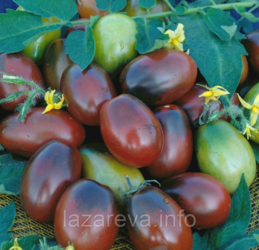 Насіння томату Чорний мавр 30 нас, фото 1