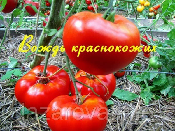 Насіння томату Насіння від Лазарєвих Вождь червоношкірих 0,1 гр (15-30 насінин)