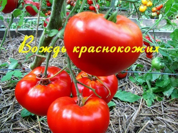 Насіння томату Вождь червоношкірих 30 нас, фото 1