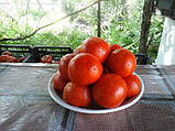Насіння томату Насіння від Лазарєвих Кондор 0,1 гр (15-30 насінин), фото 2