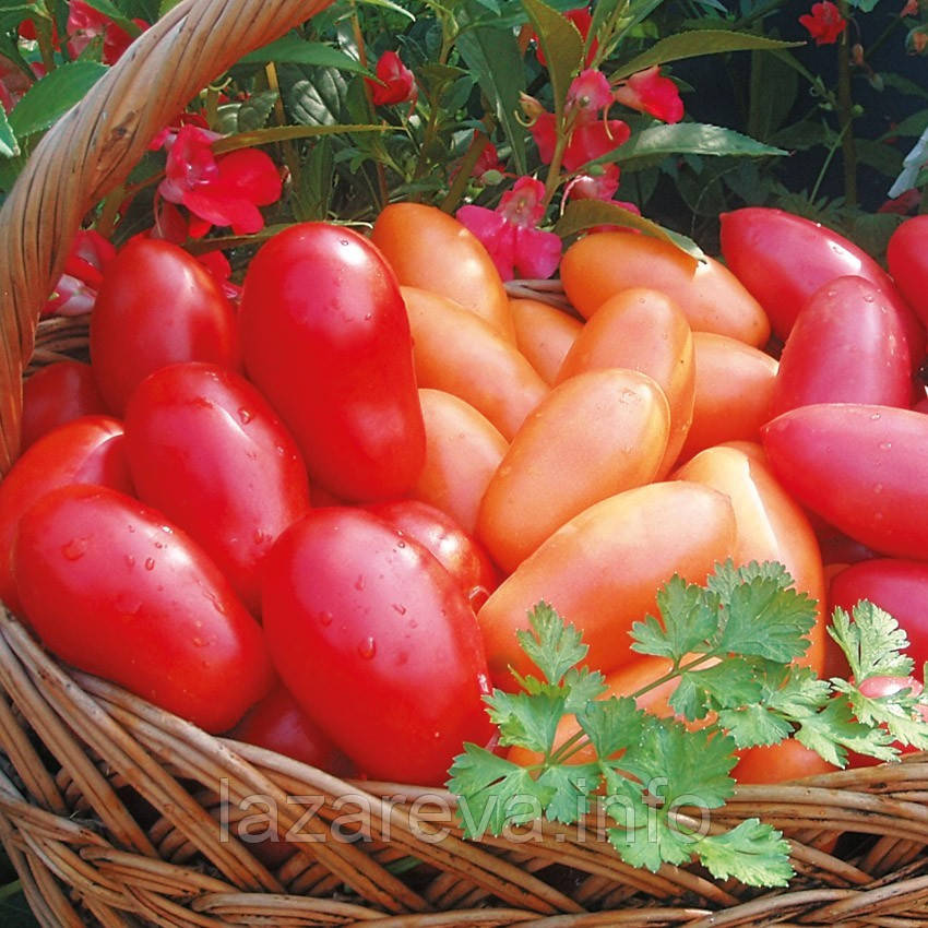 Насіння томату Морцано де Лунге 30 нас, фото 1