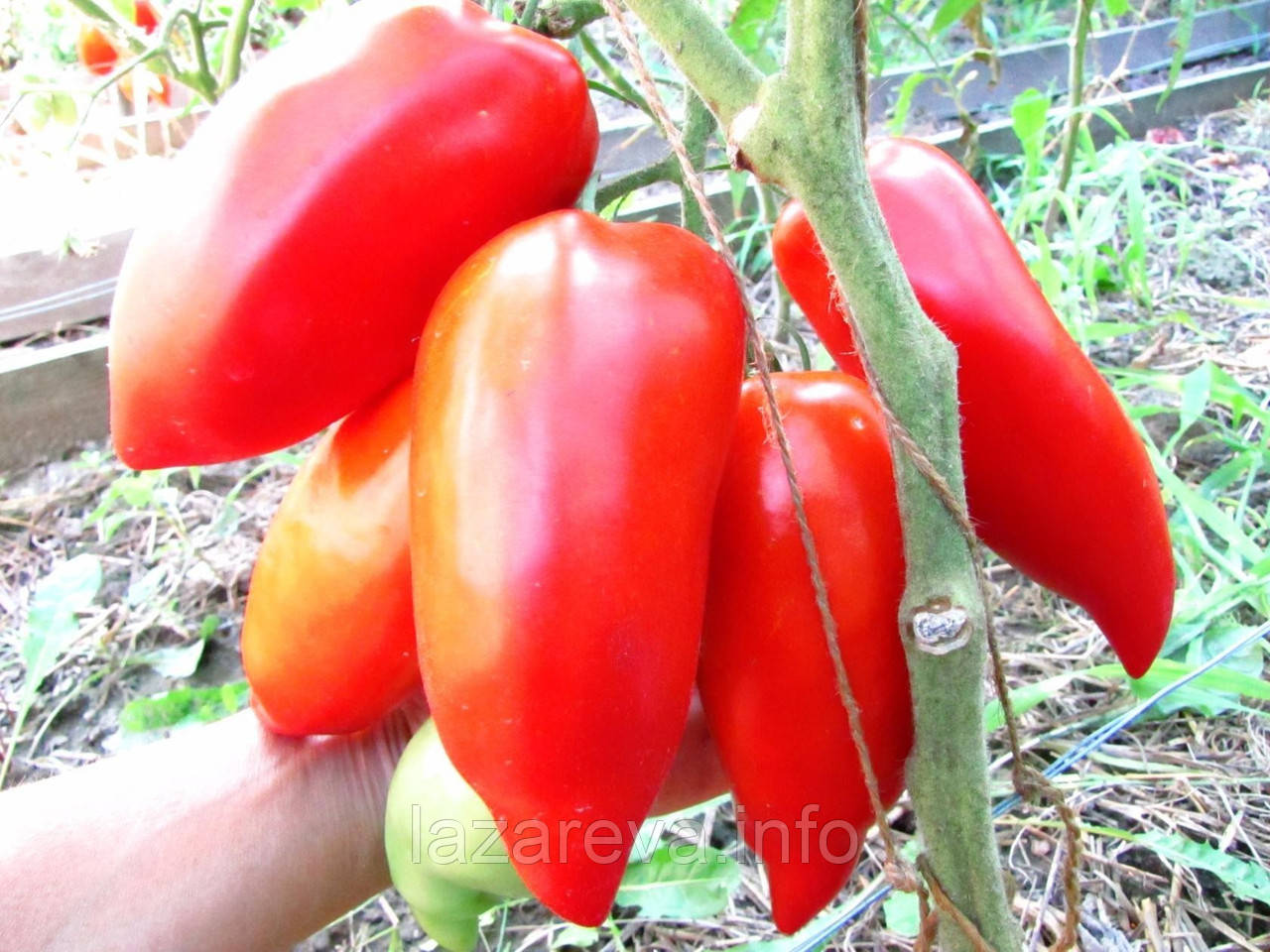 Насіння томату Насіння від Лазарєвих Диявол Джерсі 0,1 гр (15-30 насінин)
