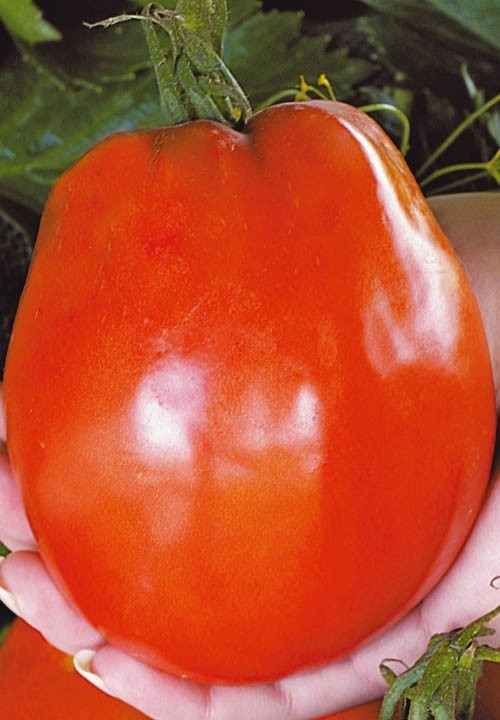 Насіння томату Де-барао гігант 30 нас, фото 1