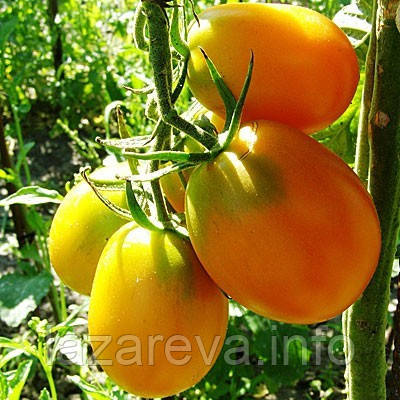 Насіння томату Де-барао жовтий 30 нас, фото 1