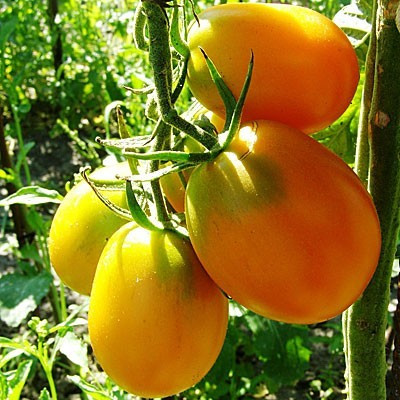 Насіння томату Насіння від Лазарєвих Де-барао жовтий 0,1 гр (15-30 насінин)