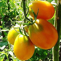 Семена томата Семена от Лазаревых Де-барао желтый 0,1 гр (15-30 семян)