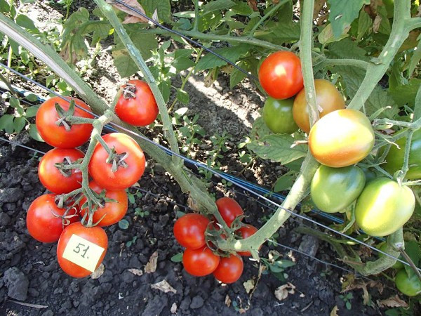 Насіння томату Де-барао червоний 30 нас, фото 1