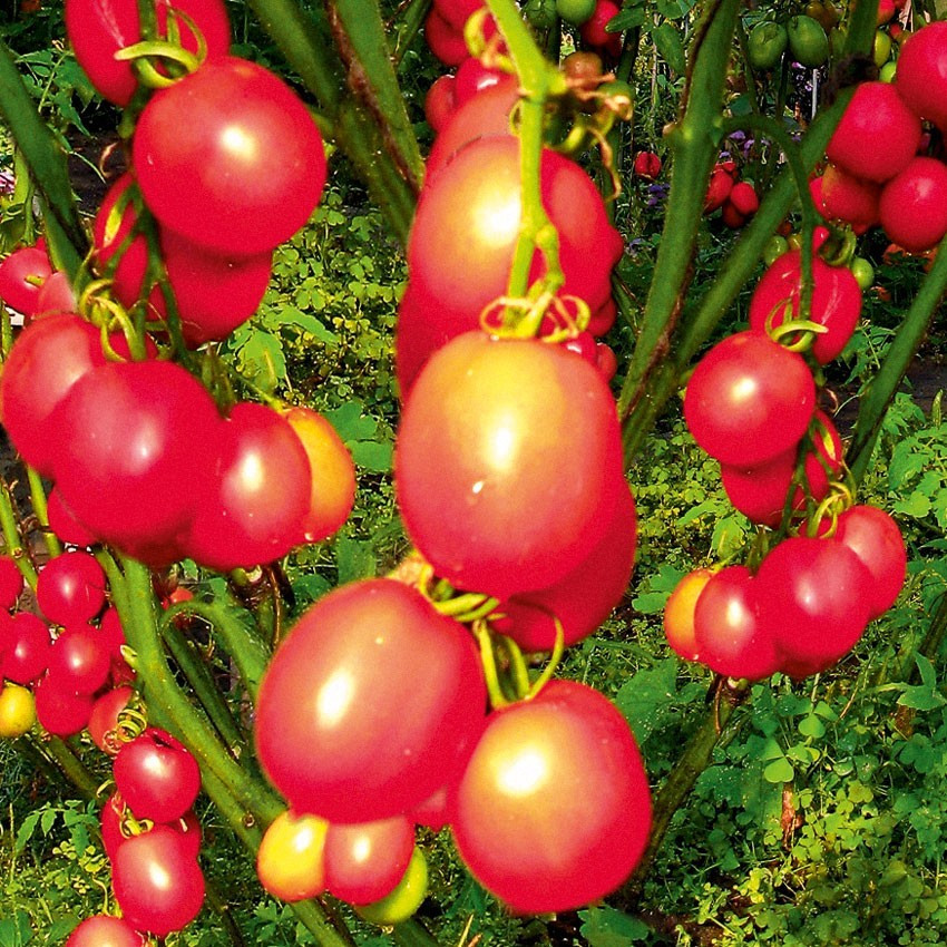 Насіння томату Де-барао царський 30 нас, фото 1