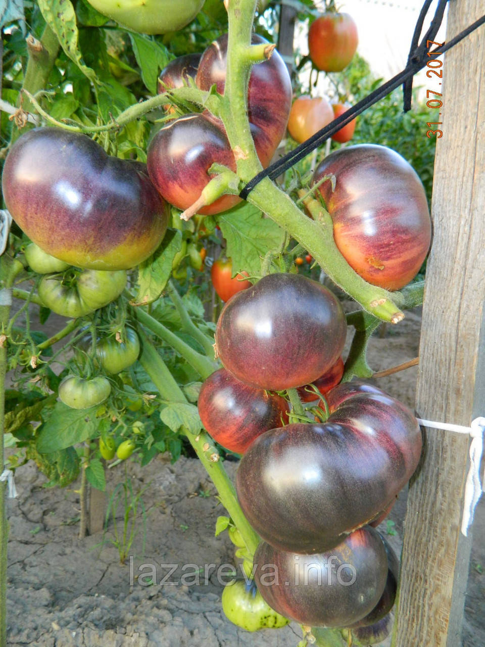 Насіння томату Аметистова дорогоцінність 30 нас, фото 1