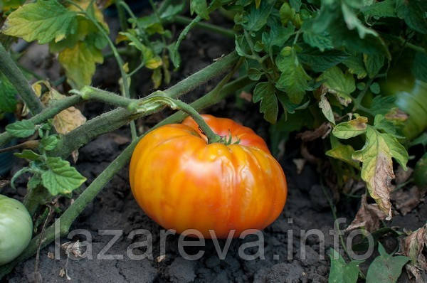 Насіння томату Ананас 30 нас, фото 1