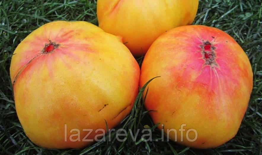 Насіння томату Насіння від Лазарєвих Бурракерскі улюбленці 0,1 гр (15-30 насінин)