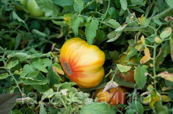 Насіння томату Насіння від Лазарєвих Ліфтен Єллоу 0,1 гр (15-30 насінин)