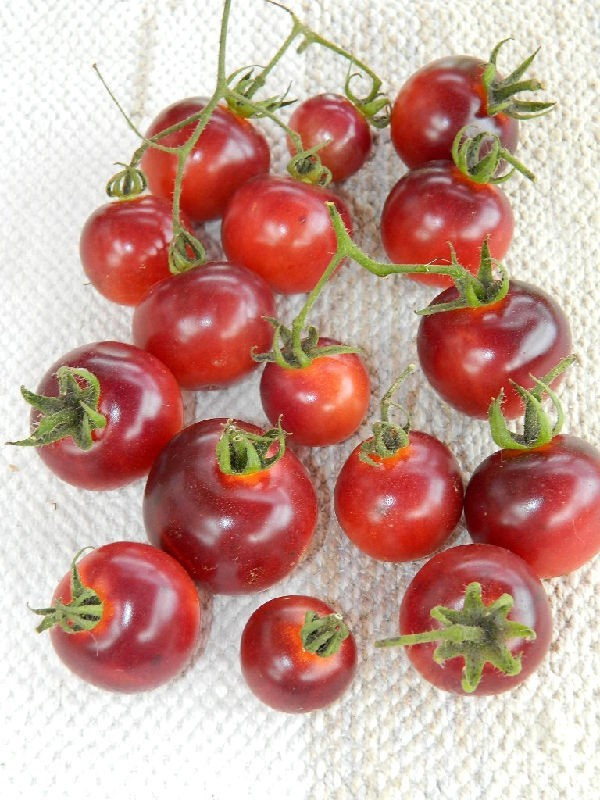 Насіння томату Бінг 30-50 нас, фото 1