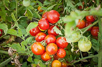 Семена томата Семена от Лазаревых Здоровая жизнь 0,2 гр (30-50 семян)