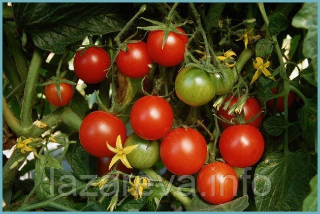 Насіння томату Зимова вишня 30 нас, фото 1